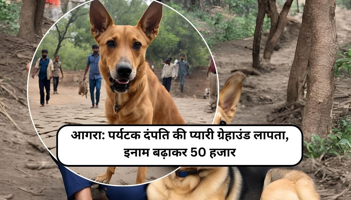 आगरा: पर्यटक दंपति की प्यारी ग्रेहाउंड लापता, इनाम बढ़ाकर 50 हजार