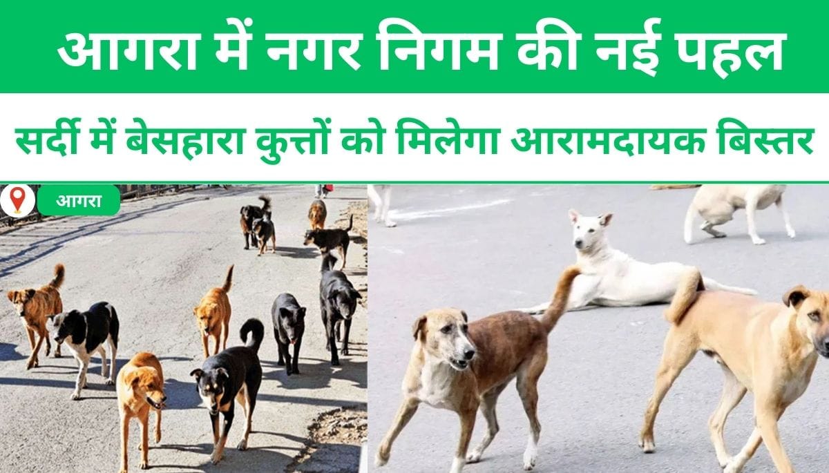 आगरा में नगर निगम की नई पहल: सर्दी में बेसहारा कुत्तों को मिलेगा आरामदायक बिस्तर
